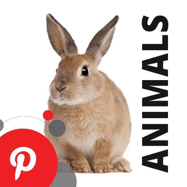 cu_ig_animals.jpg cu_ig_animals.jpg